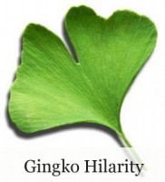Ginkgo Hilarity