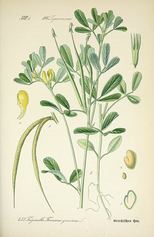 Botanical illustration of Fenugreek from the 19th century showing leaves, stems and seeds of a popular T-booster ingredient. As a testosterone supplements copywriter, I love using images like these.